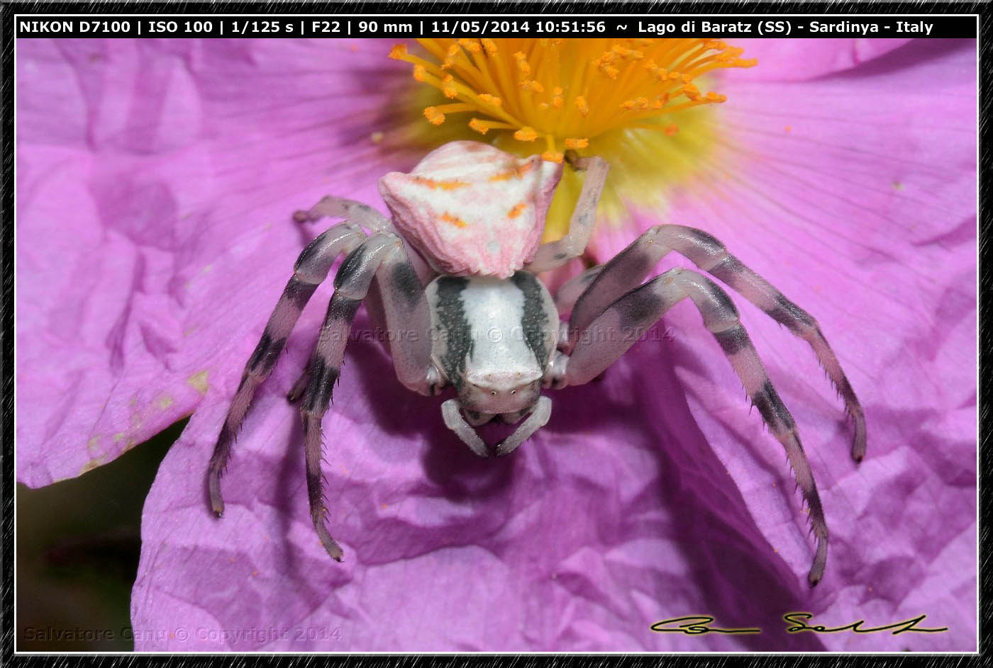 Thomisus onustus - Lago di Baratz (SS)